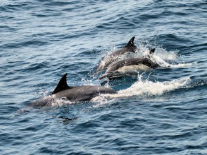 Common Dolphin - OC Summer Pelagic Trip