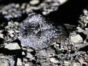 A very interestingly colored Common Poorwill in the Sierra Nevada Mountains