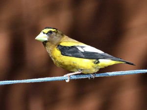 An Evening Grosbeak near one of the bird feeders at the Sierra Nevada Field Campus