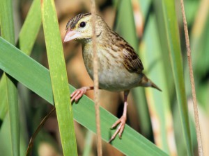 Female Orange Bishop deep in the reeds. Photo taken along Peters Canyon Wash in Irvine, CA