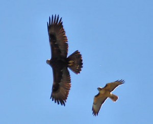 Eagle chased by Red-tailed Hawk
