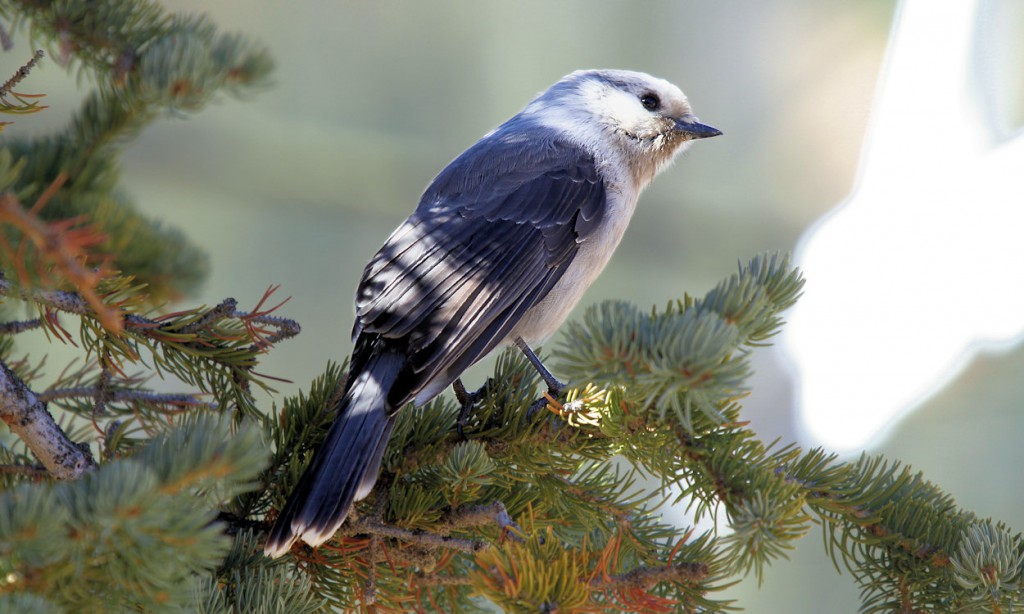 Gray Jay - Perisoreus canadensis - Optics4Birding Nature Blog