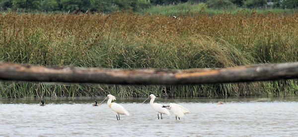 Eurasian Spoonbills on the Zeiss Victory SF tour