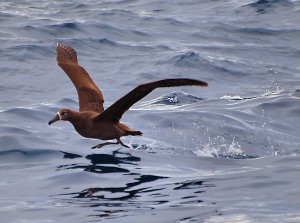 Black-footed Albatross - takeoff