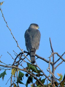 Cooper's Hawk, dorsal view