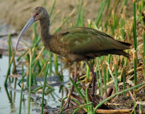 White-faced Ibis, digiscoped with Leica D-Lux 4 system
