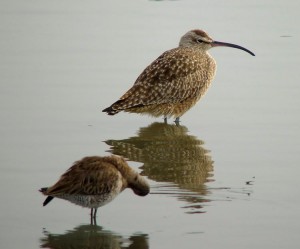 Whimbrel at rest