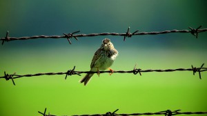 Perched Vesper Sparrow