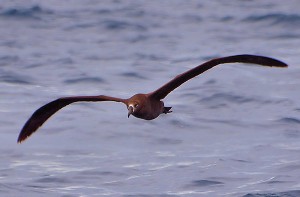 Black-footed Albatross - San Diego Bird Festival pelagic