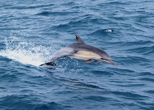 Common Dolphin porpoising