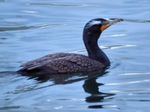 Double-cresting Cormorant in full alternate plumage