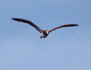Flying Brown Booby