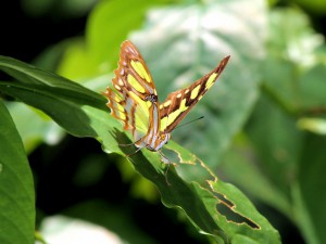Malachite Butterfly - Puerto Rican Birds