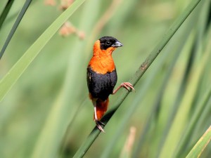 Male Orange Bishop in the reeds along Peters Canyon Wash in Irvine, CA