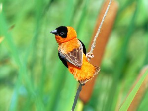 Male Orange Bishop from the back taken along Peters Canyon Wash in Irvine, CA