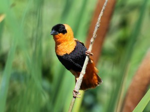 Male Orange Bishop from the front taken along Peters Canyon Wash in Irvine, CA