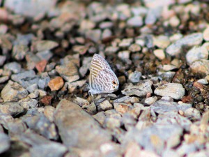 Marine Blue Butterfly on OC NABA butterfly count
