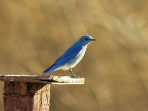 Mountain Bluebird at San Jacinto Wildlife Area