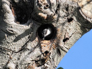 Mountain Chickadee emerging from its nest