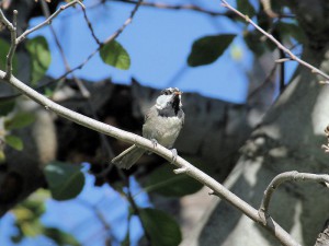 Mountain Chickadee with food in its bill