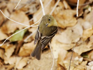 Pacific-slope Flycatcher in the Northwest Mojave 