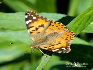 Painted lady Butterfly