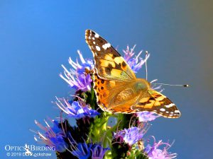 Painted lady Butterfly