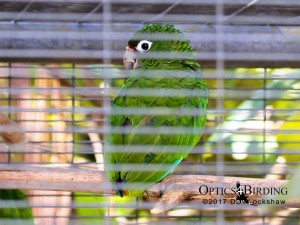 Puerto Rican Amazon Parrot - Puerto Rican Birds