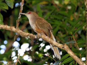 Puerto Rican Lizard Cuckoo - Puerto Rican Birds