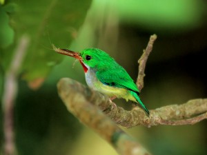 Puerto Rican Tody - Endemic