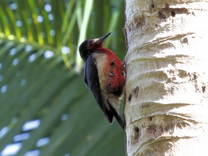 Puerto Rican Woodpecker - Puerto Rican Birds