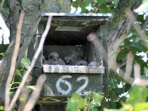 Red-footed Falcon chicks