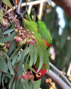 Red-masked Parakeet in Westminster Park, San Diego