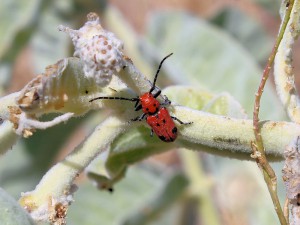 Red Milkweed Beetle-lg