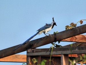 Black-throated Magpie-Jays