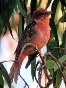Summer Tanager in Westminster Park, San Diego