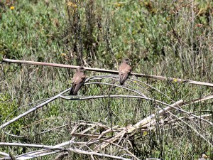 Northern Rough-winged Swallow pair