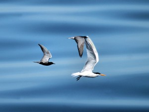 Three Terns in flight