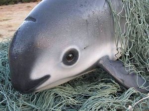 Vaquita caught in a gill net