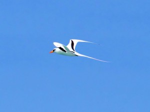 White-tailed Tropicbird - Puerto Rican Birds