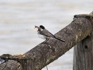 White Wagtail carrying food