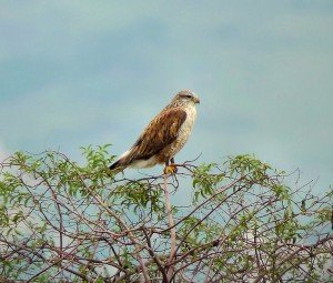 Digiscoping a Ferruginous Hawk with a Leica spotting scope