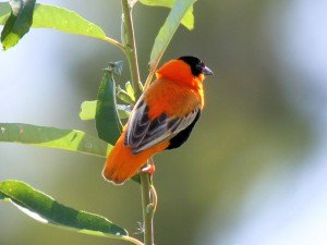 Male Orange Bishop along San Diego Creek in Costa Mesa, California