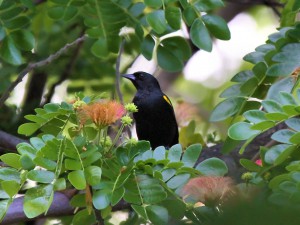 Yellow-shouldered Blackbird - Puerto Rican Birds